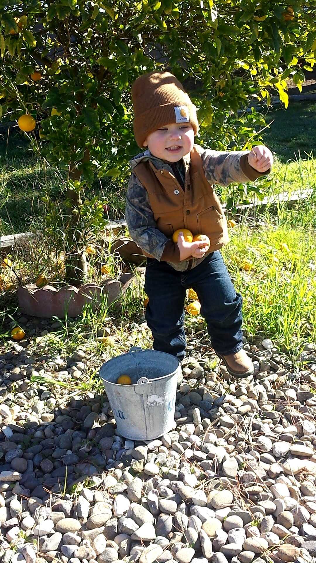 a young jax picking lemons